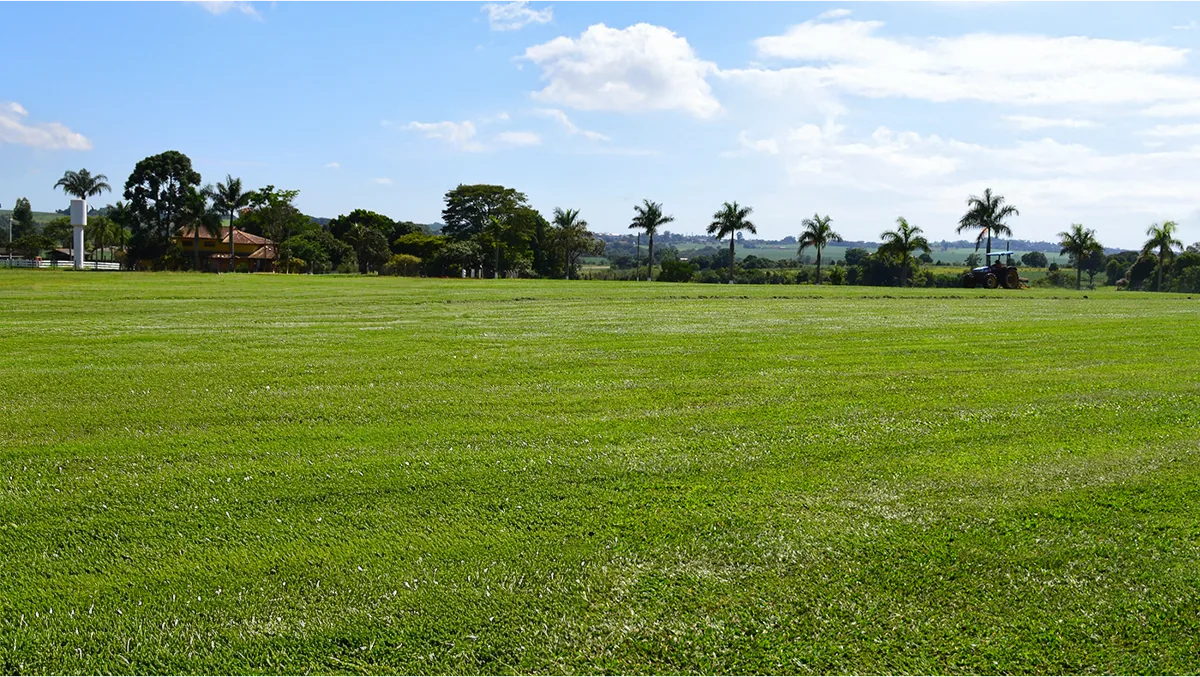Cuidados com o gramado no verão